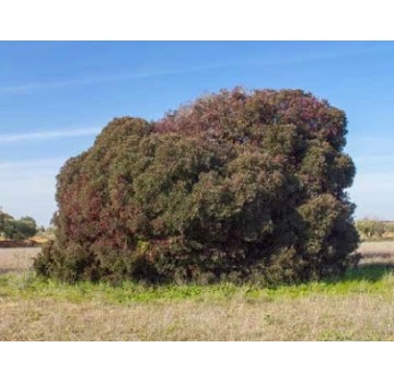 Árbol singular - La Charneca del Cuquil