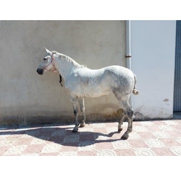 Cuadra de Caballos Adrian Moreno