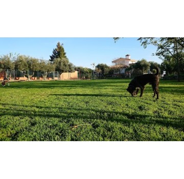 Residencia Canina Cliveal