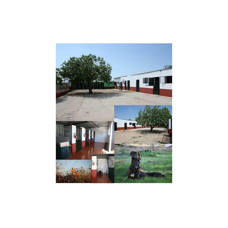 Residencia Canina el hogar del perro