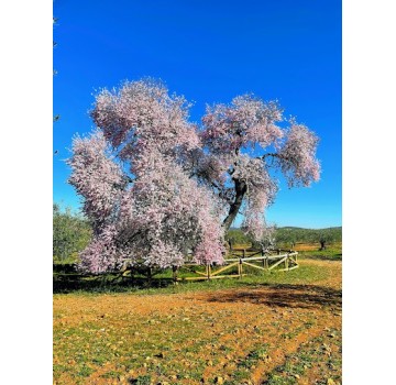 Árbol singular - El Almendro Real