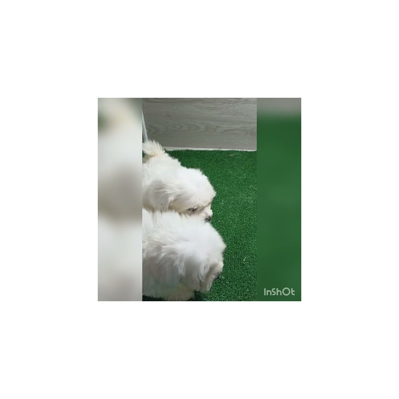 Peluquería Canina Carlos