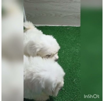 Peluquería Canina Carlos