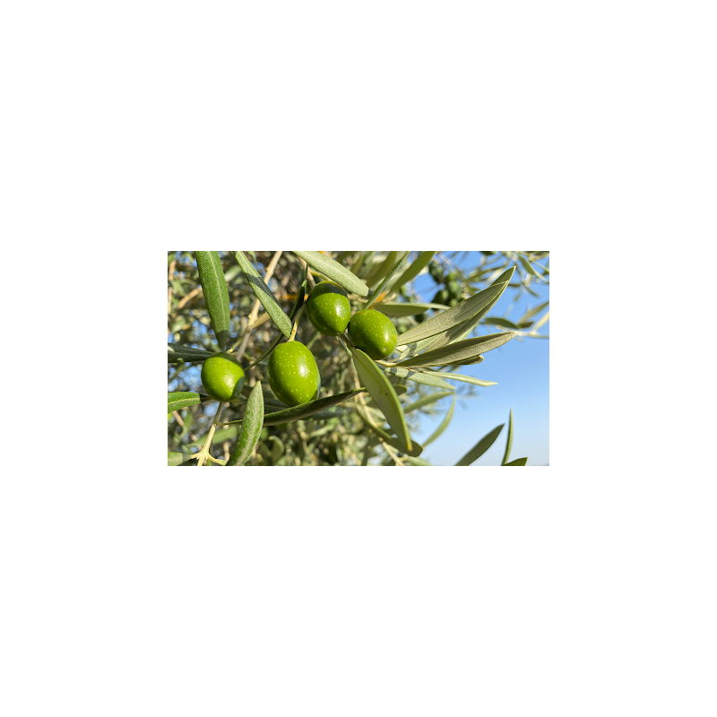 Aceitunas López