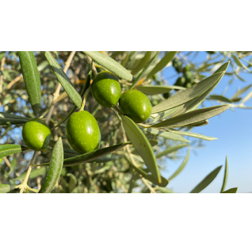 Aceitunas López