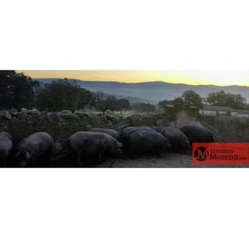 Jamones Moreno - La Tradición del Ibérico